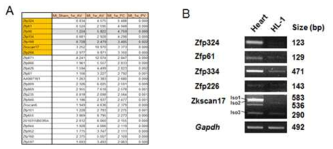 마우스 MI모델에서 발현변이를 보이는 KRAB 전사인자(A) 및 이들 전사인자 유전자들의 마우스 심장 및 심근세포주(HL-1)에서의 발현 양상(B)
