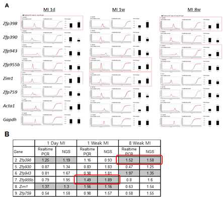 2차 MI-NGS 데이터를 통해 선정된 심부전 관련 KRAB 전사인자(6종)의 realtime PCR 분석. MI 1일, 1주, 8주에서 KRAB 유전자들의 발현수준을 realtime PCR로 측정함(A). (A)의 결과를 정리한 표(B). 적색선 box로 표시된 유전자는 연구대상 candidate