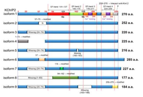KChiP2 isoform 아미노산 서열 분석