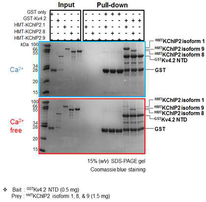 Kv4.2 NTD와 KChiP2 isoform 간의 상호작용 확인