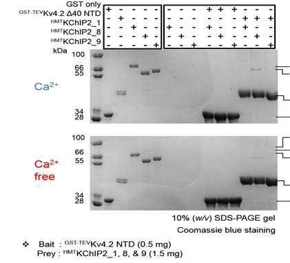 Kv4.2 Δ40 NTD와 KChip2 isoform 간의 상호작용 확인