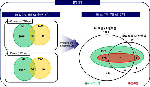 허혈성/비허혈성 심혈관 모델의 AS 단백질 분석