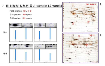 허혈성 말기 심장질환 모델 유래의 단백체 분석 대표이미지