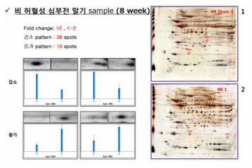 비허혈성 말기 시료의 단백체분석 대표이미지