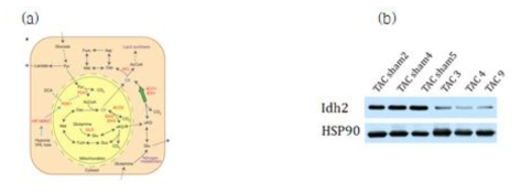 발현 변화한 IDH2 단백질의 기능(a)과 western blot을 통한 변화 검증결과 (b)
