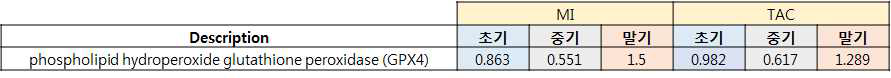 허혈성 및 비허혈성 심부전 모델의 non-gel 기반 단백체 분석에서 GPX4의 발현