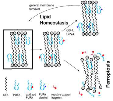 지질막 항상성과 Ferroptosis