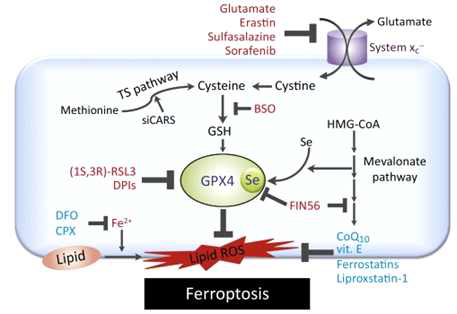 GPX4 의 ferroptosis 억제 기능