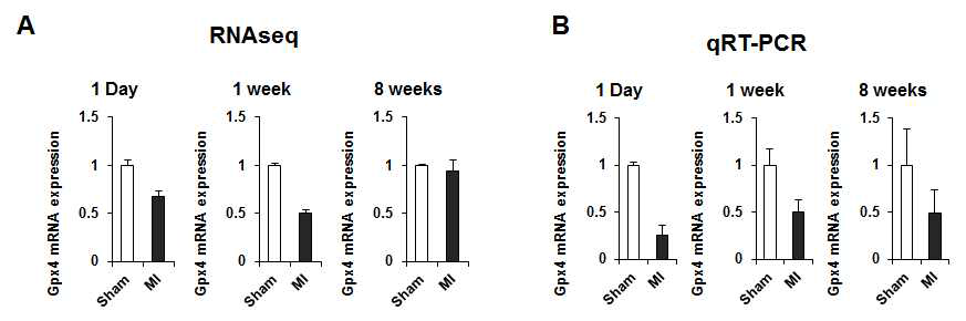 RNAseq 분석에서 확인한 Gpx4의 발현변화 양상을 qRT-PCR을 통해 검증 실시