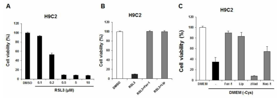 RSL3에 의해 유도된 ferroptosis에 H9C2 세포가 민감하게 반응함