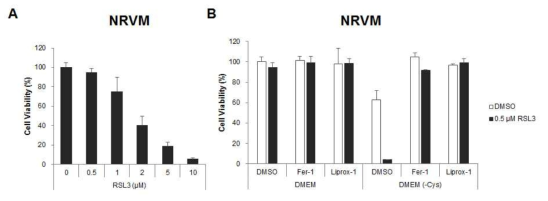 RSL3에 의해 유도된 ferroptosis가 Neuronal Rat Ventricular Myocytes (NRVM)세포의 생존에도 영향을 주는 것을 확인