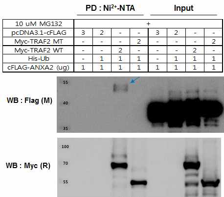 TRAF2 단백질은 Annexin A2 단백질의 ubiquitination을 유도함