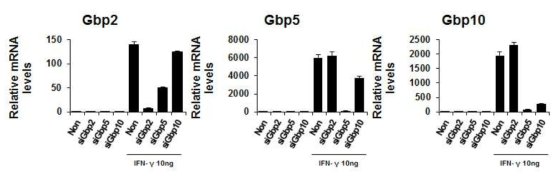 qRT-PCR을 이용한 IFNγ에 의한 Gbp 단백질들의 발현과 siRNA의 효과 확인