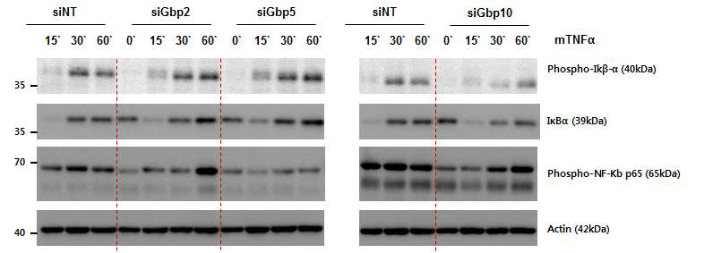 GBP 단백질들이 TNFα 자극에 의한 IκBα 인산화, IκBα분해, NF-κB 인산화에 미치는 영향
