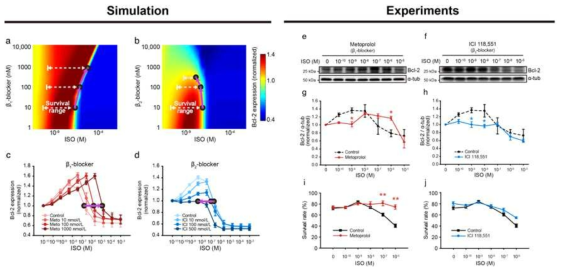 베타차단제의 효과에 대한 시뮬레이션 분석결과. 베타1차단제를 처리하면 강한 베타수용체 자극에서의 Bcl-2 발현량이 증가하고 이로 인하여 심근세포의 생존율이 향상되어 세포보호효과가 일어남을 확인함