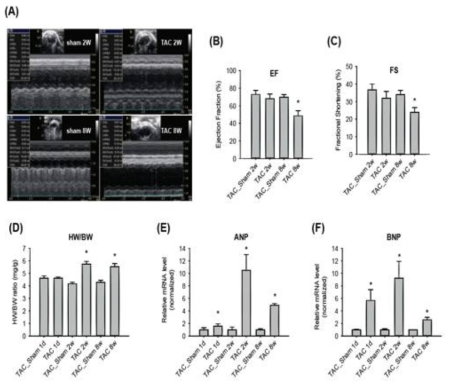 비허혈성 심부전 동물모델의 심장 기능 및 심장 크기. 모델 구축 후 1일, 2주, 8주 (각각 급성, 대상성, 만성) 후에 심장초음파 (A)를 수행하여 심장 기능 (B-C)을 확인하고, 체중 및 심장무게 (D), 심부전 마커(E-F)를 측정함. (급성 TAC 수술의 경우, 수술 부위 봉합사로 인해 심장초음파 불가하여 데이터 없음)