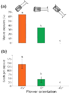 Flower angles determine rates of outcrossing mediated by Manduca sexta moths. Percentages of (a) mature capsules and (b) mean (±SE) number of seeds percapsule in emasculated WT flowers which were fixed at each of three positions (-45°, 0°, 45°). Different letters indicate significant differences among the flower positions as determined by Pearson’s Chi-square test (P <0.05) for capsule formation and one-way ANOVA followed by Tukey post-hoc test (P <0.01) for seeds produced per capsule