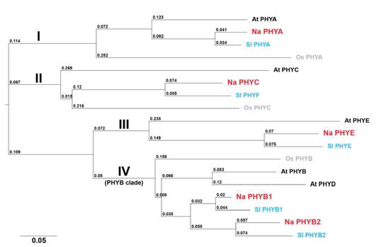 Phylogenetic tree comparing different phytochrome members of N. attenuata (Na) and of A. thaliana (At). Tree major branches containing (i) PhyA, (ii) PhyC and (iii) PhyE along with the PhyB-clade (named PhyB and PhyD in Arabidopsis, and PhyB1 and PhyB2 in N. attenuata). Phylogenetic tree was reconstructed based on publically available amino acid sequences of N. attenuata (in black) and A. thaliana (in grey) by the Neighbor-joining method. Branch lengths are proportionally to evolutionary distance