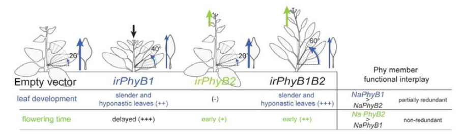 Functional specialization of Phytochrome B1 and B2 in regulating N. attenuata's vegetative and reproductive growth. While NaPhyB1 plays a dominant role in leaf-related SAR traits, NaPhyB2 exerts a greater control in flowering time and stalk elongation of N. attenuata plants. Brackets refer to the strength of observed phenotypes which range from being the same as empty vector (-), mild (+), strong (++); to severe (+++)