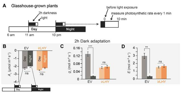 A functional NaLHY informs plants when to gate photosynthetic increases in response to light. (A) The photosynthetic responses of dark-adapted plants to a standardized light exposure revealed the role of the morning element of the circadian clock, LHY, in the gating of photosynthesis. Respiration, gs, and E were measured when plants were dark-adapted for 2 h without light. Light responses were measured in dark-adapted plants. (B-D) Plants increased Ac over time after dark adaptation. Ac increased faster in dark-adapted plants during the day than during the night