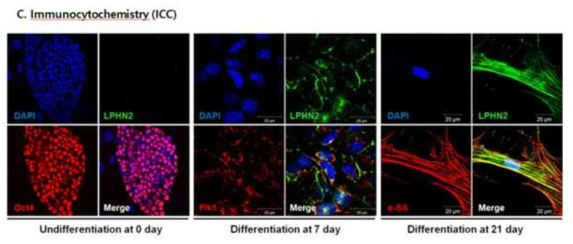 심장 세포로 분화하는 동안의 Lphn2 발현 추적 (immunocytochemistry 분석)