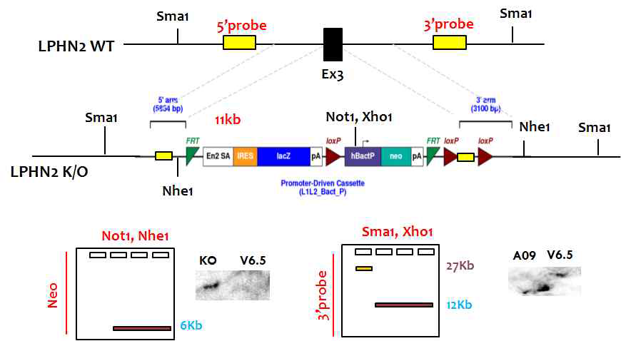 LNPH2 gene targeting scheme