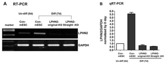 RT-PCR, qRT-PCR 분석을 통한 Lphn2 Knock out mRNA 발현량 확인