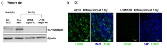Western blotting 및 ICC 분석을 통한 Lphn2 Knock out 단백질 발현량 확인