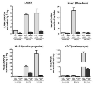 RT-PCR, qRT-PCR 분석을 통한 Lphn2 knock out으로 인한 심장 세포 표지자의 mRNA 발현량 확인