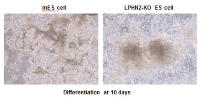 Lphn2 Knock out ES cell의 morphology 확인