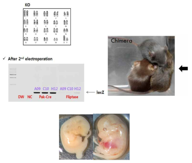 Lphn2 conditional Knock out mouse 제작