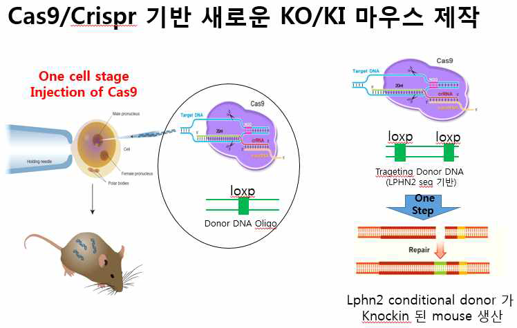 one-cell stage 수정란에 microinjection을 통해 CRISPR/Cas9을 주입하여 KO 또는 KI 마우스를 만드는 제작 과정