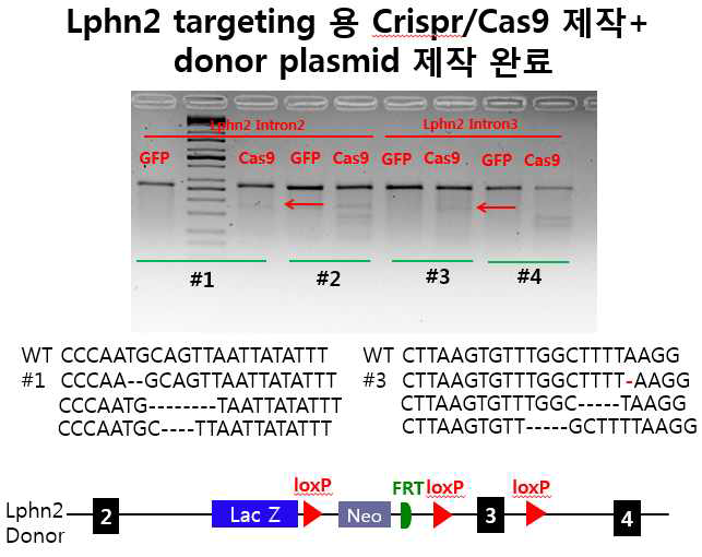 Lphn2 Exon3 부위를 타겟팅 한 CRISPR/Cas9 및 Conditional donor vector 제작 및 작동확인
