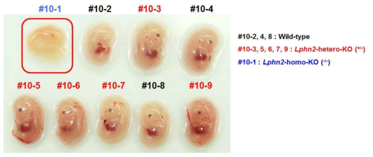 정상마우스, Lphn2-hetero 마우스, Lphn2 Straight KO (homo) 마우스 embryo (E13.5) 의 phenotype