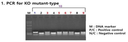 정상 마우스, Lphn2-hetero 마우스, Lphn2 Straight KO (homo) 마우스 embryo (E13.5) 의 genotyping 결과