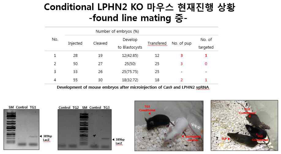 Conditional Lphn2 KO 마우스 제작 및 확인