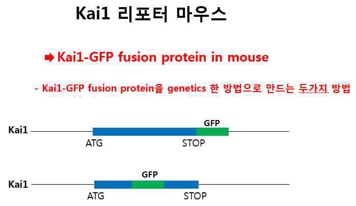 Kai1 reporter mouse scheme