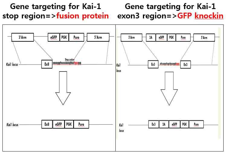 Kai1 Conditional mouse Scheme