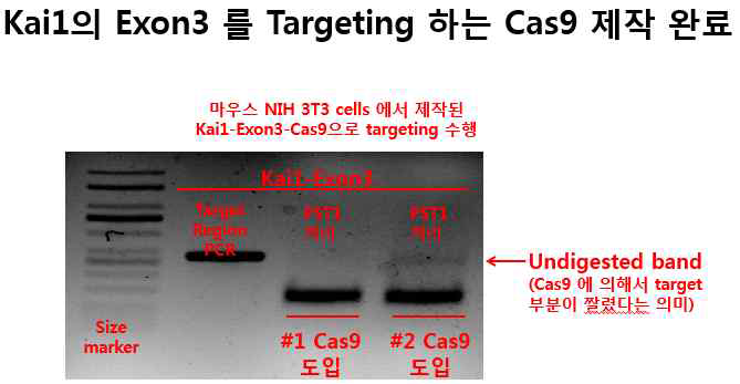 Kai1 exon3 CRISPR/Cas9 제작 후 surveyor assay통한 targeting 확인