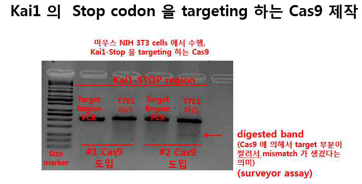 Kai1 stop codon부위 CRISPR/Cas9 제작 후 surveyor assay를 통한 targeting 확인
