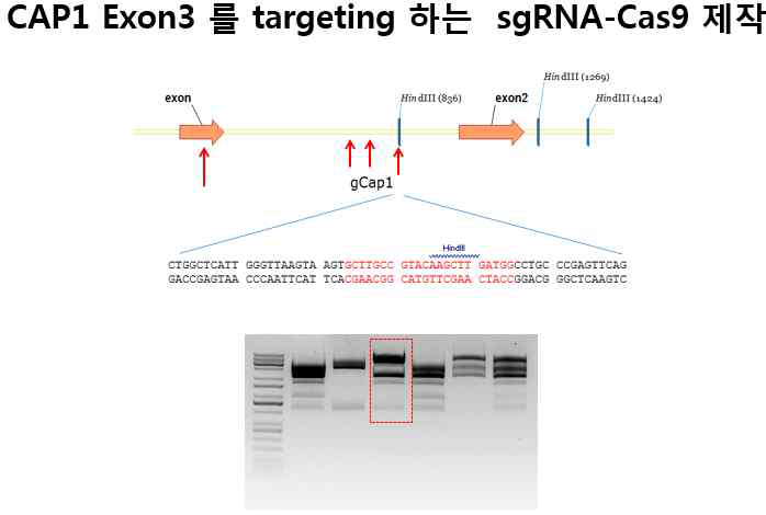 enzyme digestion을 통해 Cap1 exon3 targeting CRISPR/Cas9 제작 확인