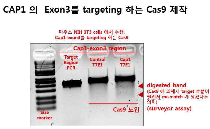 Cap1 exon3 CRISPR/Cas9 제작 후 surveyor assay통한 targeting 확인