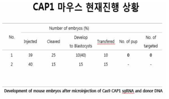 Cap1 마우스 제작 진행상황