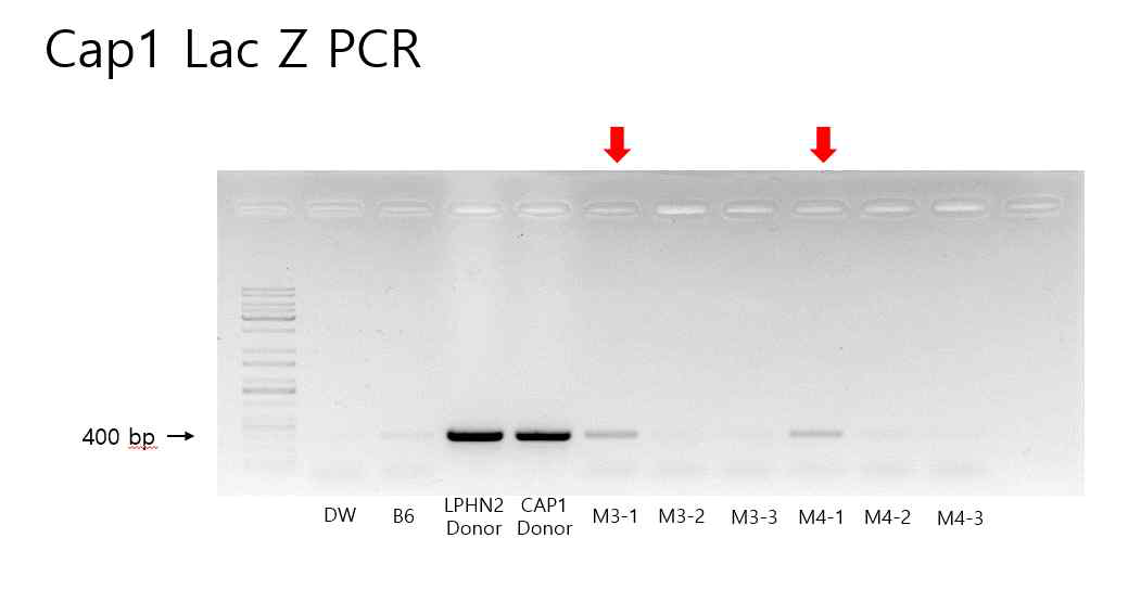 Cap1 Donor Lac-Z PCR을 통한 conditional donor의 도입 확인