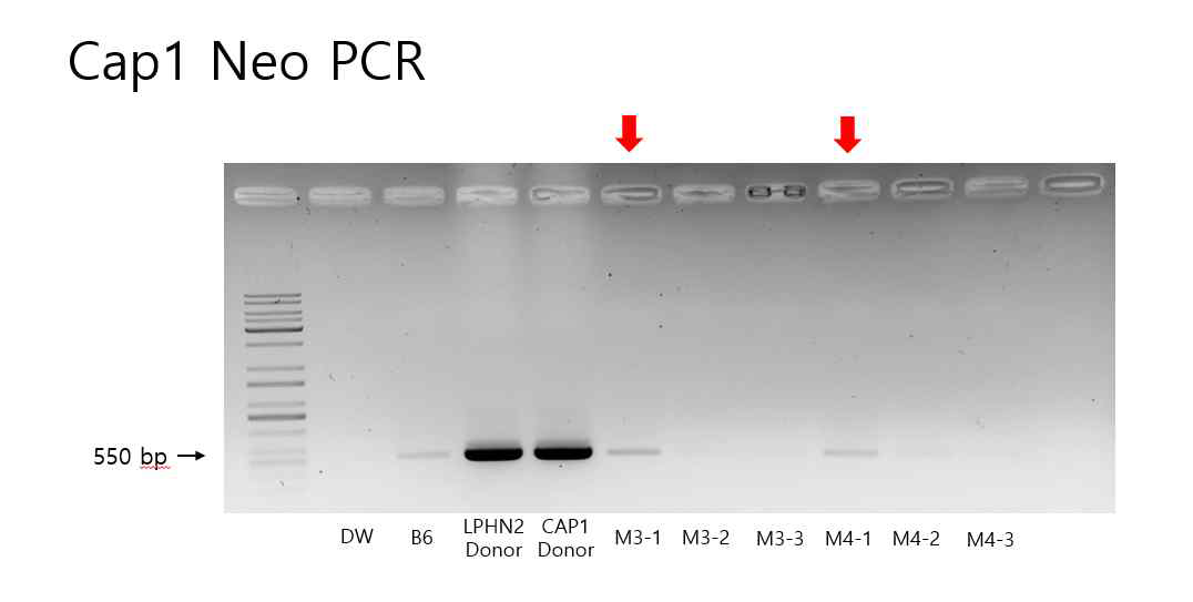 Cap1 Donor Neo PCR을 통한 conditional donor의 도입 확인