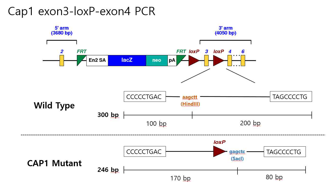 Cap1 conditional Donor scheme