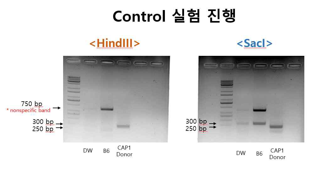 Enzyme digestion을 통한 targeting donor insertion 확인 전략