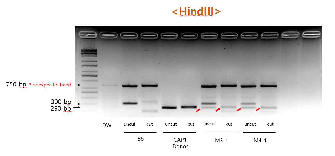 HindⅢ restriction enzyme을 통한 Cap1 conditional Donor의 도입 확인