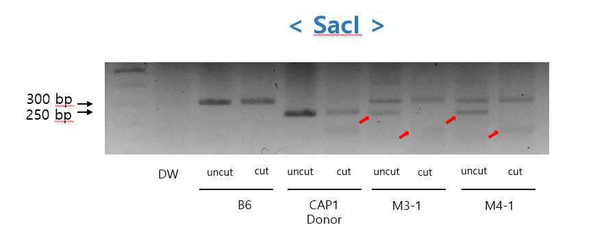 SacI restriction enzyme을 통한 Cap1 conditional Donor의 도입 확인