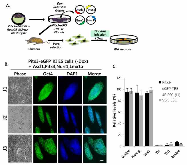 줄기세포 Niche 개념을 이용한 새로운 reprogramming 기술 활용 마우스 제작